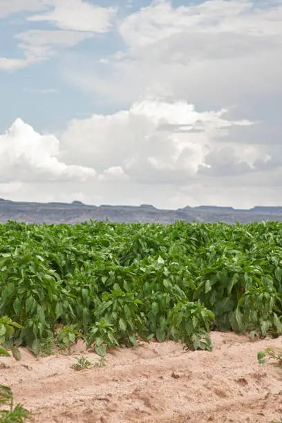 Not All Heroes Wear Capes... Some Just Roast Chile: Honoring the Hard Working Farmers of Hatch, New Mexico